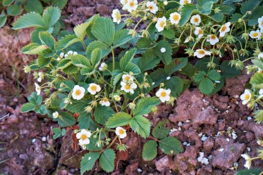 Strawberries are blooming in the garden, young strawberry seedlings. The concept of gardening and growing strawberries.