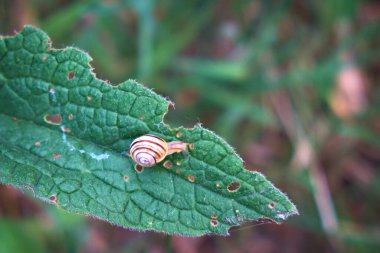 A snail climbs on a green leaf on a hot day.