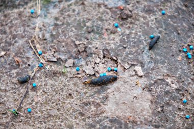 İspanyol sümüklü böcekleri mavi salyangoz ya da sümüklü böcek zehri ile tedavi etmek. Bahçe bitkileri ve çiçeklerin korunması.