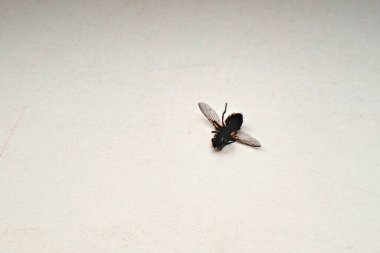 Beyaz kirli pencere eşiğinde ölü bir sinek. Seçici odak.