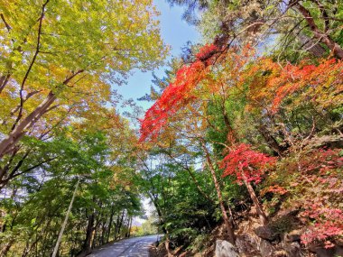 Akçaağaç yaprakları turuncu ve yeşil renkte sonbaharın başlarında Güney Kore, Seul 'de yapraklanır.