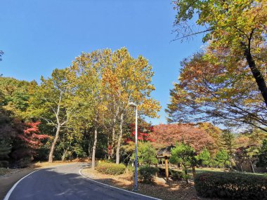 Sonbahar akçaağaç yaprakları arasında küçük yol turuncu ve yeşil yapraklar Sonbaharın başlarında Güney Kore, Seul 'de