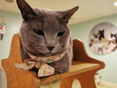 Beyaz mendilli gri kedi bir kedi kafesinde tahta sandalyede oturur.