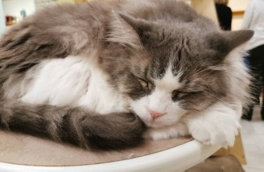 Yumuşak gri ve beyaz uykucu kedi bir kedi kafesinde plastik sandalyeye oturur.