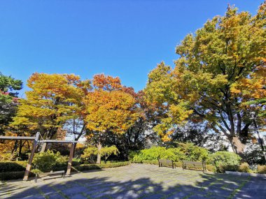 Güney Kore, Seul 'deki Namsan Dağ Parkı' nda sonbahar mevsiminde güzel yaprakların turuncu ve sarı yaprakları.