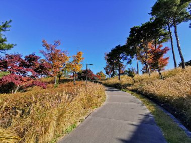 SEOUL, Güney Kore - 26 Ekim 2022: Namsan Dağı Parkı 'nın sonbahar mevsiminde turuncu ve sarı yapraklı küçük yollar.