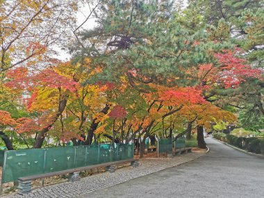 Güney Kore 'nin Seul şehrinde sonbahar mevsiminde turuncu ve sarı yapraklı bir inşaat sahasında..