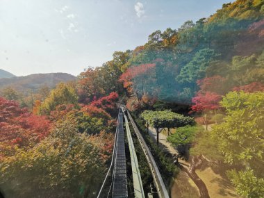 SEOUL, Güney Kore - 27 Ekim 2022: Hwadam Ormanı Botanik Bahçesi Red Orange akçaağacına giden küçük servis aracı metal tren yolu ormanın derinliklerinde güzel sonbahar yaprakları manzaralı ağaçlar bırakır.