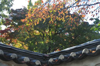 Sonbaharın başlarında Güney Kore 'nin Seul kentindeki geleneksel Hanok köyünde akçaağaç yaprakları turuncu ve yeşil renktedir.