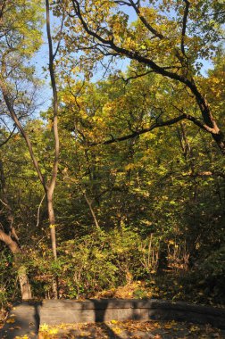 Akçaağaç yaprakları turuncu ve yeşil renkte sonbaharın başlarında Güney Kore, Seul 'de yapraklanır.