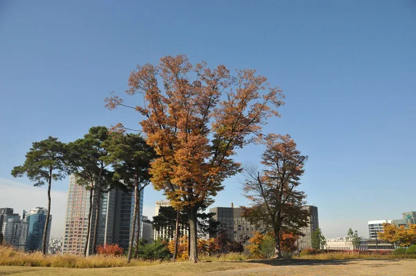 Seoul South Korea October 2022 Namson Park Mountain Morning Various — Stock Photo, Image