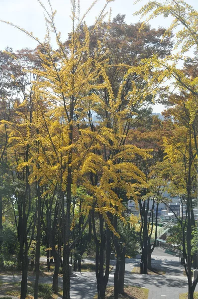 Осенью Листья Клена Оранжевого Зеленого Цвета Сеуле Южная Корея — стоковое фото
