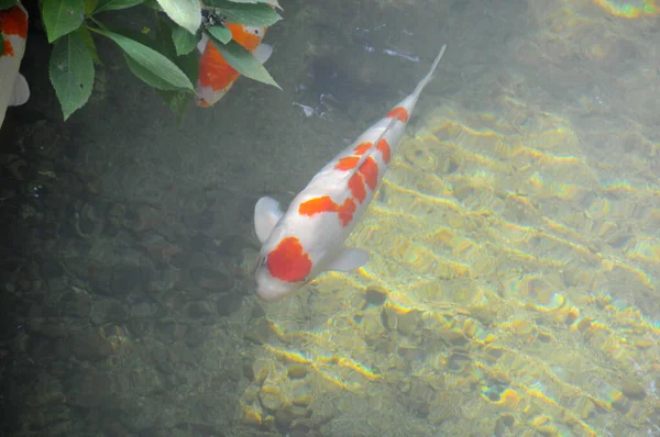 银黄鱼 Nishikigoi或Amur Carp Cyprinus Rubrofuscus 日本鲤鱼在一个清澈的池塘里游泳 — 图库照片