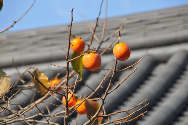 Fresh orange peaches grown on trees near traditional Korean building
