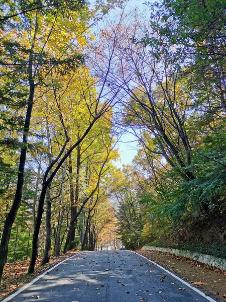 Маленькая Дорога Среди Осенних Листьев Клена Оранжевого Зеленого Цвета Ранней — стоковое фото