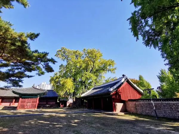 ソウルで午後に古い木造の貯蔵と大きな松の木を持つ伝統的な韓国ハノック村の建物 — ストック写真