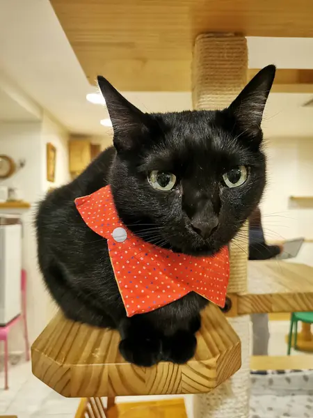 大きな好奇心旺盛な目とオレンジのハンカチが木製の塔の上に立っている黒猫 — ストック写真