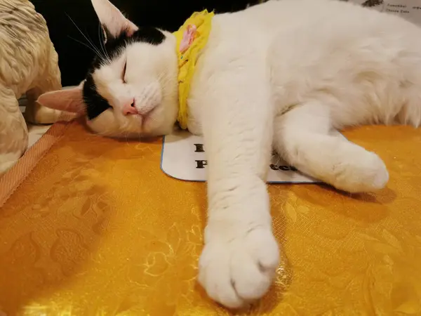 猫カフェの黄色いテーブルに黄色いハンカチが眠っている白猫 — ストック写真