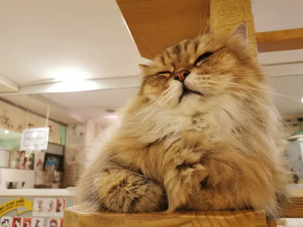 Fluffy brown sleepy cat sits on wooden chair in a cat cafe