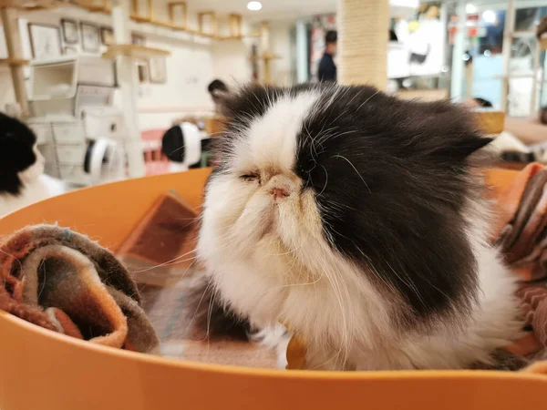 Fluffy black and white sleepy cat sits on orange bowl in a cat cafe