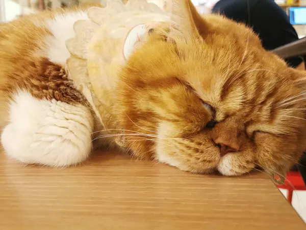 Puszysty Brązowy Senny Kot Siedzi Drewnianym Krześle Kawiarni Dla Kotów — Zdjęcie stockowe