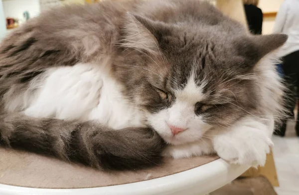 Fluffy grey and white sleepy cat sits on plastic chair in a cat cafe