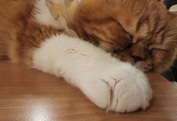 Fluffy brown sleepy cat sits on wooden table in a cat cafe