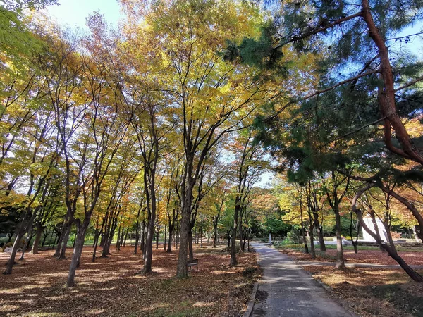 秋のメープルの朝の庭は 韓国のソウルで秋の初めにオレンジと緑の色で葉を残します — ストック写真