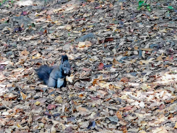 Маленькая Черная Милая Белка Ест Орехи Коричневых Сухих Листьях Осенью — стоковое фото