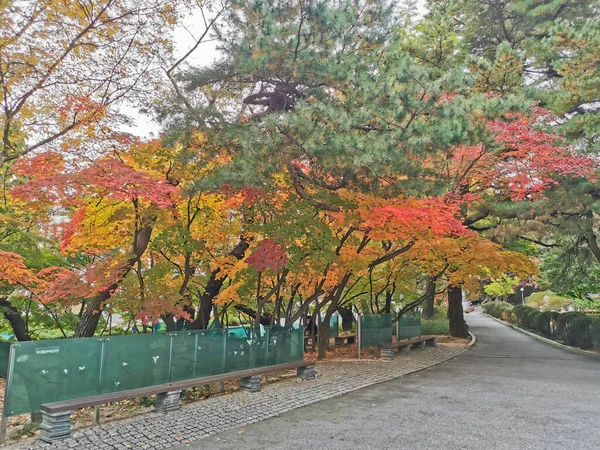韓国のソウルで秋の季節に美しいオレンジと黄色の葉を持つ公園の建設現場 — ストック写真