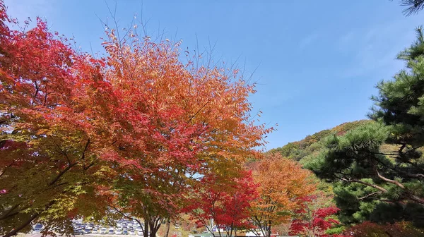Afternoon Blue Sky Fall Maple Leaves Foliage Orange Green Colour — Stock Photo, Image