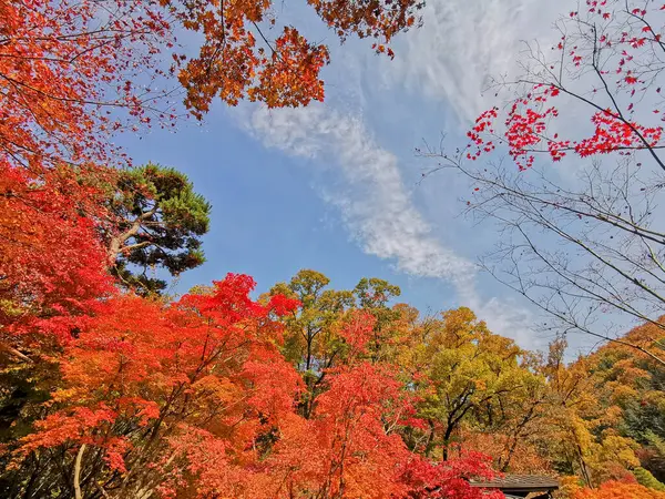 Błękitne Niebo Opadającymi Liśćmi Klonu Kolorze Pomarańczowym Zielonym Głębokim Lesie — Zdjęcie stockowe