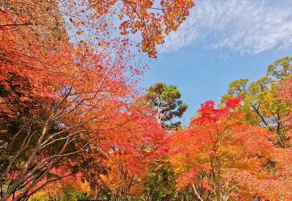 Herbst Ahornblätter Orangefarbener Und Grüner Farbe Tiefen Herbstwald Seoul Südkorea — Stockfoto