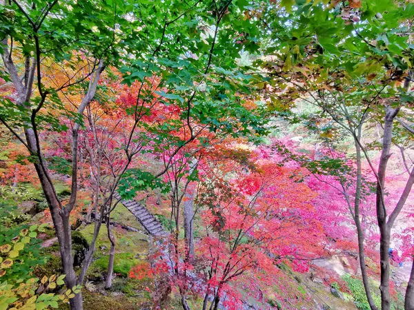 Kamienne Schody Liśćmi Klonu Jesiennego Kolorze Pomarańczowym Zielonym Głębokim Lesie — Zdjęcie stockowe