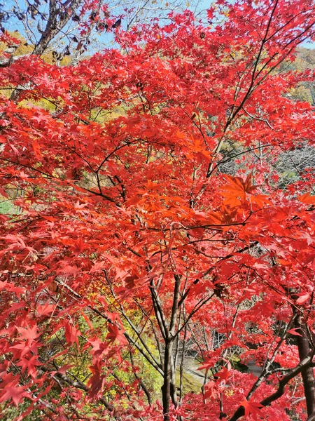 Red Fall maple leaves foliage in orange and green colour in deep forest of Autumn in Seoul, South Korea