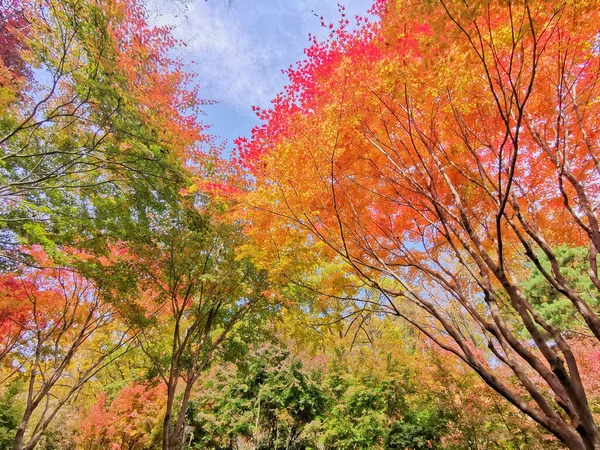 Arce Otoño Deja Follaje Color Naranja Verde Bosque Profundo Otoño —  Fotos de Stock