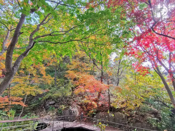 Holzsteg Mit Blättern Des Herbst Ahorns Orange Und Grün Tiefen — Stockfoto