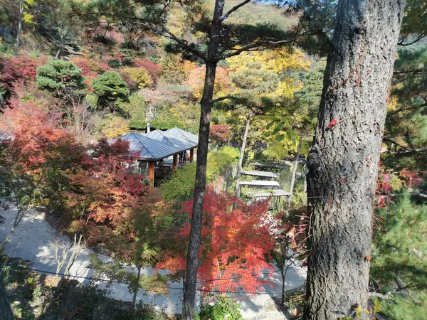 Seoul South Korea October 2022 Ботанічний Сад Хвадамського Лісу Красивими — стокове фото