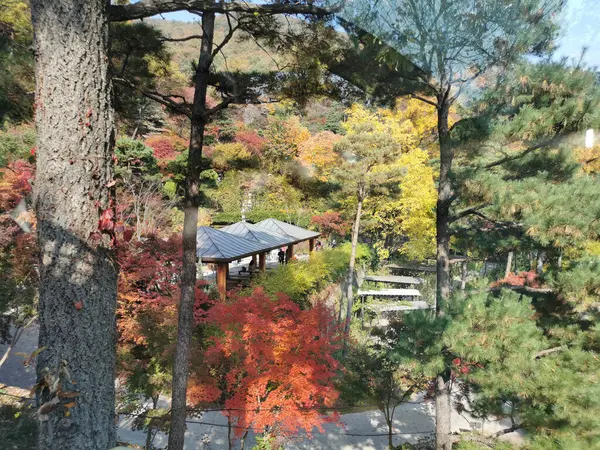 Seoul Jižní Korea Října 2022 Hwadamský Lesní Botanický Zahradní Rybník — Stock fotografie