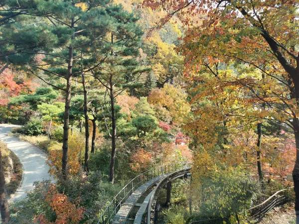 Seúl Corea Del Sur Octubre 2022 Jardín Botánico Del Bosque —  Fotos de Stock