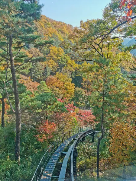 Seoul Zuid Korea Oktober 2022 Hwadam Bos Botanische Tuin Kleine — Stockfoto