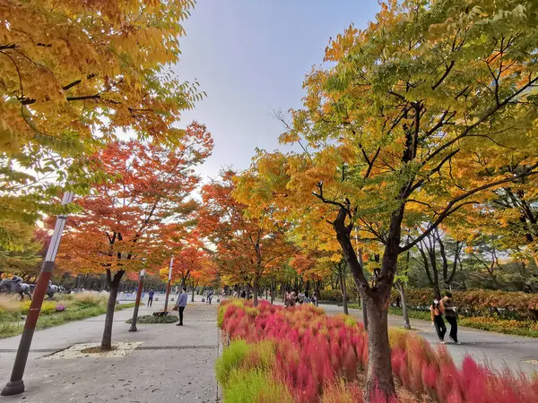 Сеул Южная Корея Октября 2022 Осенняя Листья Клена Оранжевого Зеленого — стоковое фото