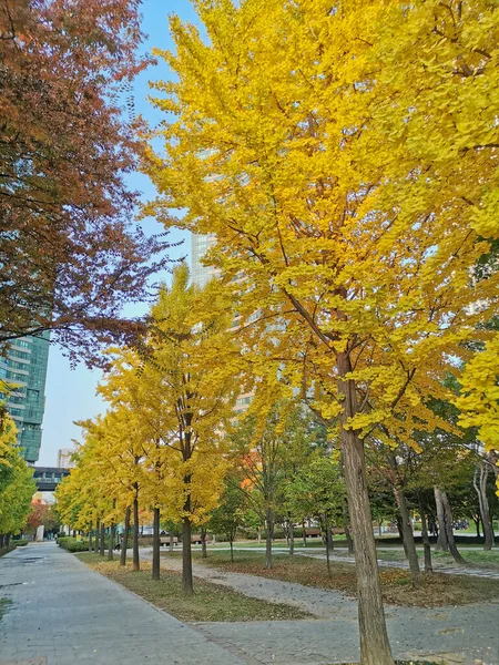 ソウル ソウトコリア October 2022 ゴールデン ギンクゴと秋のメープルは ソウル フォレスト パークの深い森でオレンジと緑の葉を残しています — ストック写真