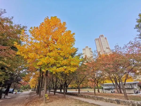 ソウル ソウルコリア October 2022 フォールマップルは ソウル森林公園の深い森でオレンジ色と緑色の葉を残しています 夕方には公園を散歩する人がたくさんいます — ストック写真