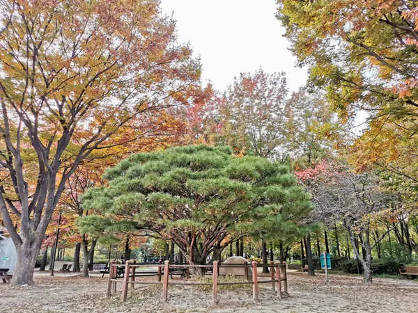 Seoul South Korea Október 2022 Nagy Fenyőfa Őszi Juhar Levelek — Stock Fotó