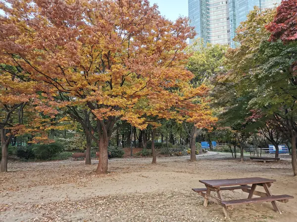 Seoul Νοτια Κορεα Οκτωβριου 2022 Ξύλινο Παγκάκι Φύλλα Σφενδάμου Στο — Φωτογραφία Αρχείου