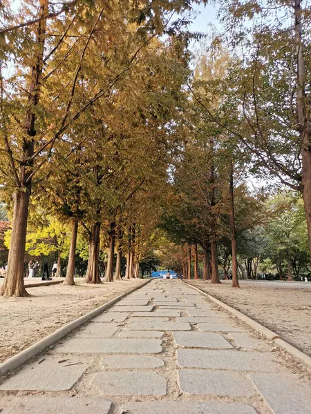 ソウル ソウトコリア October 2022 小さな石の散歩道と秋のメープルは ソウル フォレスト パークのソウル フォレスト パークの深い森でオレンジと緑の葉を残しています — ストック写真