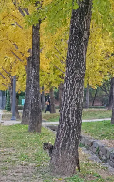 ソウル ソウトコリア October 2022 フォールメープルが付いている大きな脂肪性の猫は ソウルの森林公園で葉を残します — ストック写真