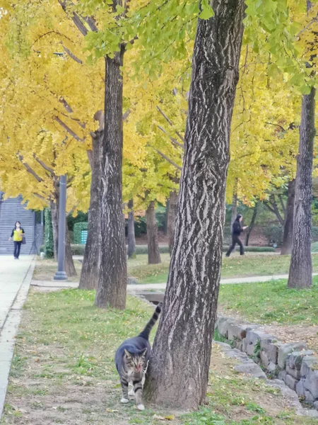 Seoul Νοτια Κορεα Οκτωβριου 2022 Μεγάλη Παχύσαρκη Γάτα Φύλλα Σφενδάμου — Φωτογραφία Αρχείου
