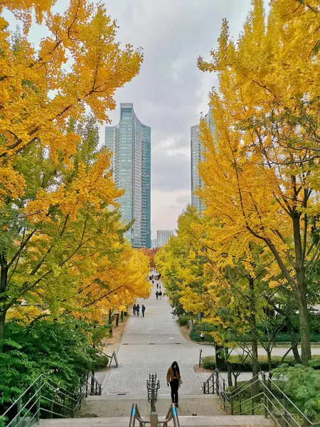Seoul Südkorea Oktober 2022 Treppenhaus Mit Ahornblättern Seoul Forest Park — Stockfoto
